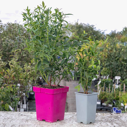 Blueberry 'Pink Berry'