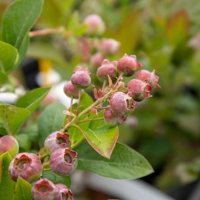 Blueberry 'Pink Lemonade'
