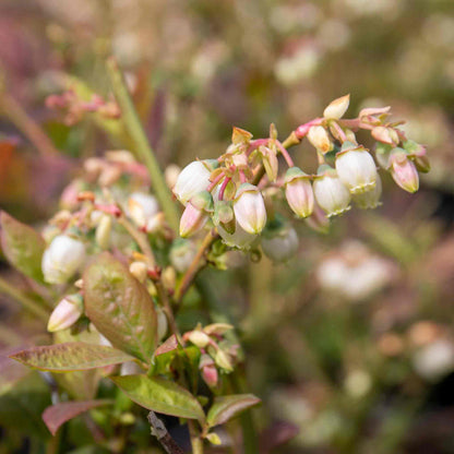 Blueberry 'Pink Lemonade'
