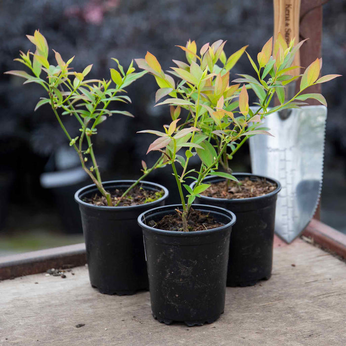 Blueberry 'Pink Lemonade'