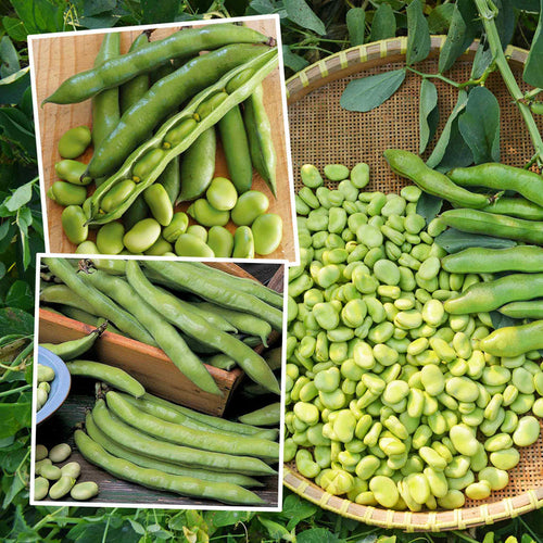 Broad Bean 'Collection'
