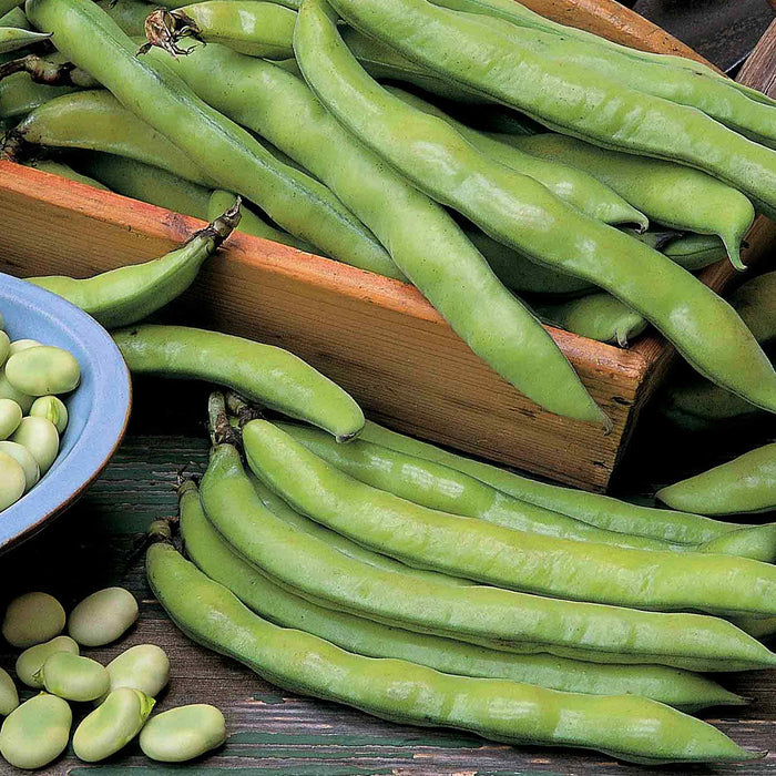 Broad Bean Collection