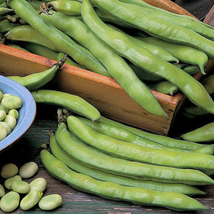 Broad Bean Collection