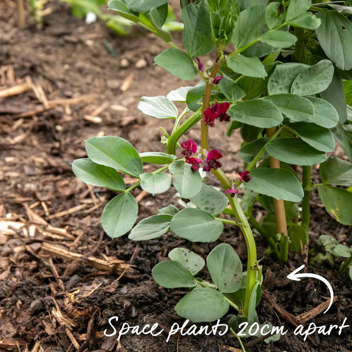Broad Bean 'Collection'