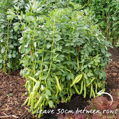 Broad Bean 'Collection'