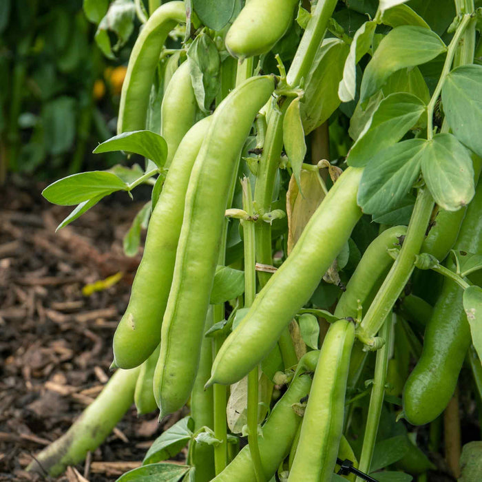 Broad Bean Collection