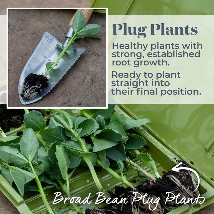 Broad Bean Collection