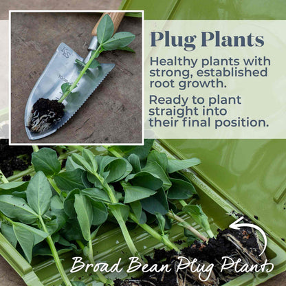 Broad Bean Collection