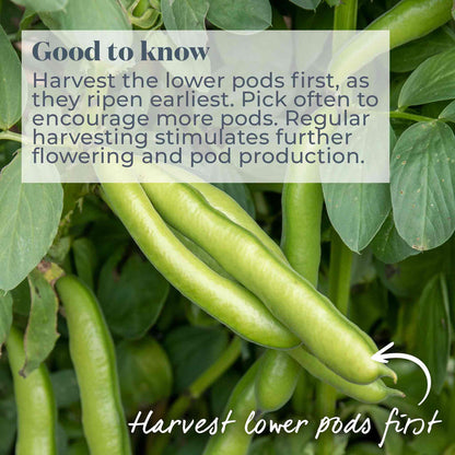 Broad Bean Collection