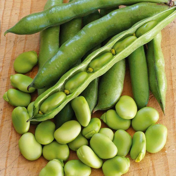 Broad Bean 'Collection'