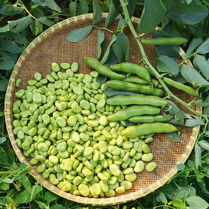 Broad Bean 'Collection'