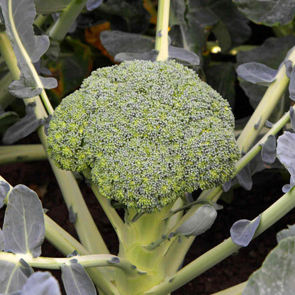 Broccoli 'Besty'