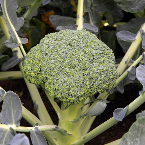 Broccoli 'Besty'