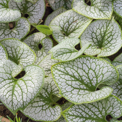 Brunnera Macrophylla 'Sea Heart'