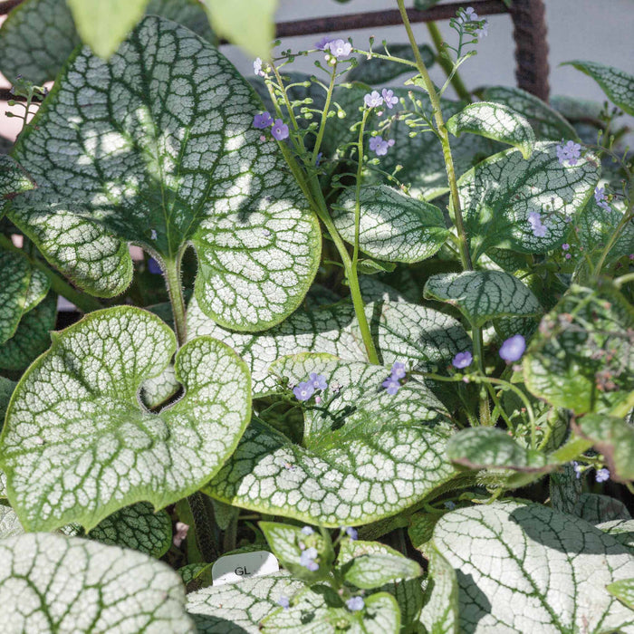 Brunnera Macrophylla 'Sea Heart'