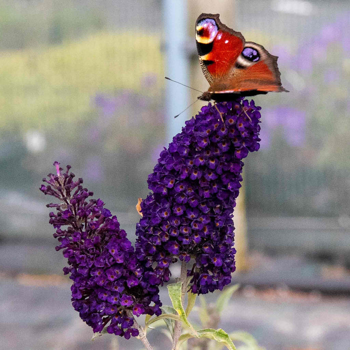 Butterfly perched on a purple flower with a blurred natural background