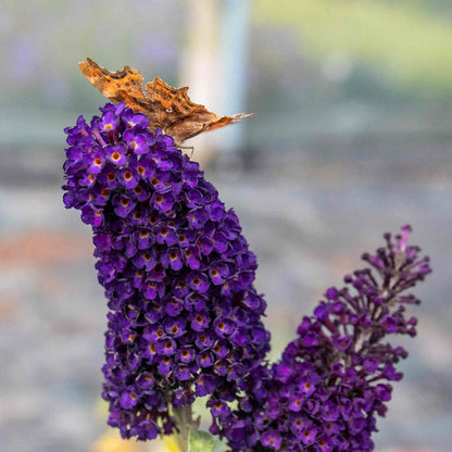 Butterfly perched on purple flowers with a blurred background