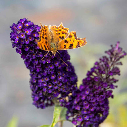 Butterfly on purple flowers with a blurred background