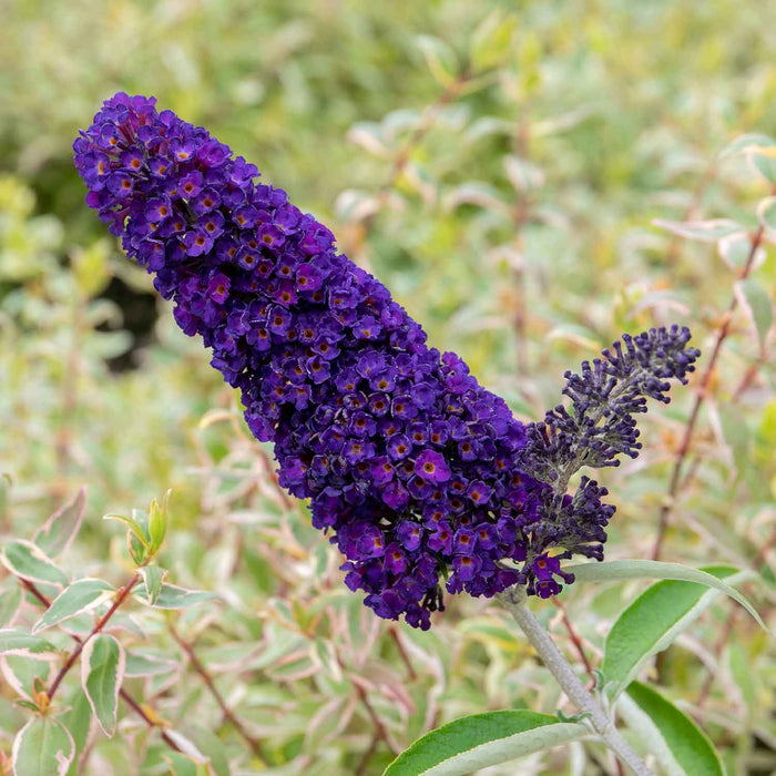Buddleja 'Davidii Black Knight'