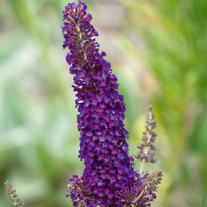Buddleja 'Davidii Black Knight'
