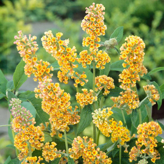Close-up of a bush with bright yellow flowers and green leaves.