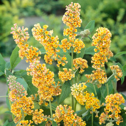 Close-up of a bush with bright yellow flowers and green leaves.