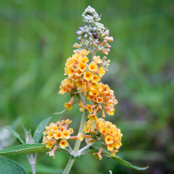 Cluster of yellow flowers with green leaves on a blurred green background