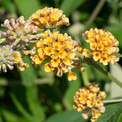 Close-up of yellow flower clusters with green leaves in the background