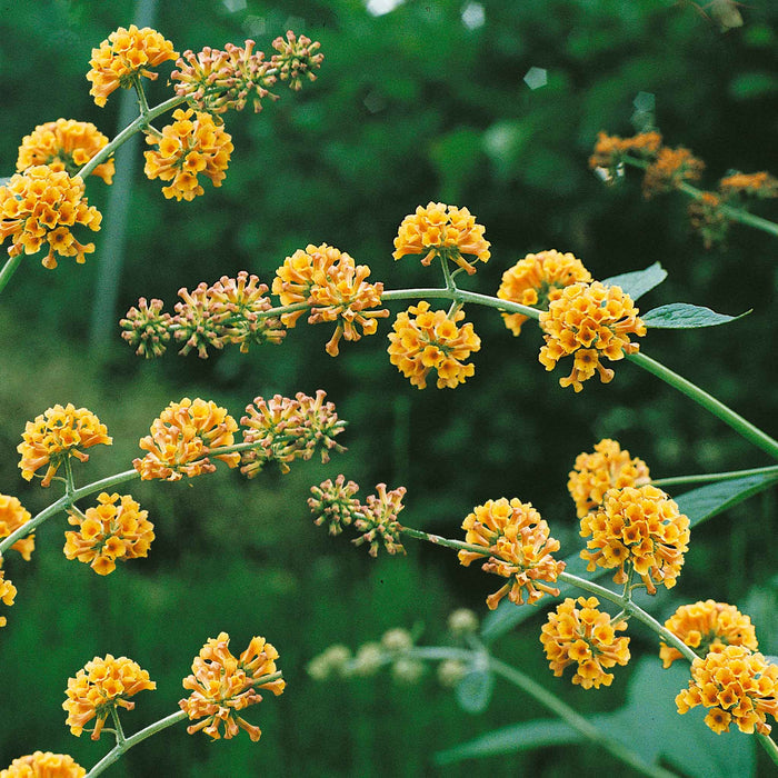 Buddleja 'Sungold'