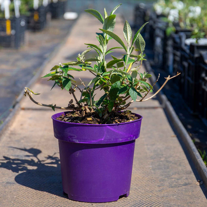 Buddleja 'Sungold'