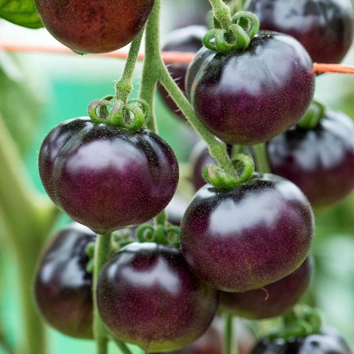 Bush Tomato 'Indigo Cherry Drops'