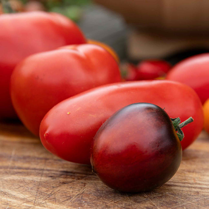 Bush Tomato 'Indigo Cherry Drops'