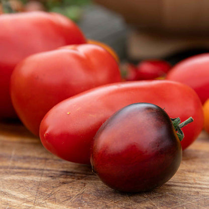 Bush Tomato 'Indigo Cherry Drops'