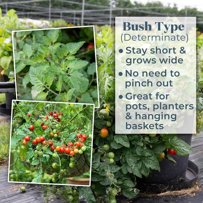 Bush Tomato 'Indigo Cherry Drops'