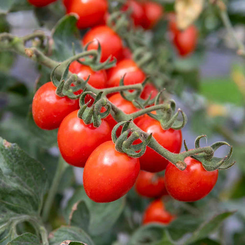 Bush Tomato 'Tropical Ruby'