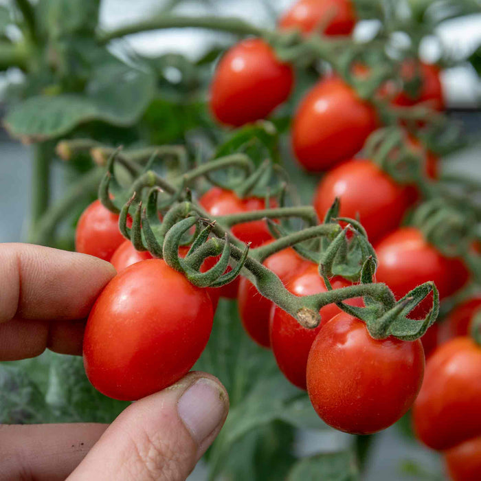 Bush Tomato 'Tropical Ruby'