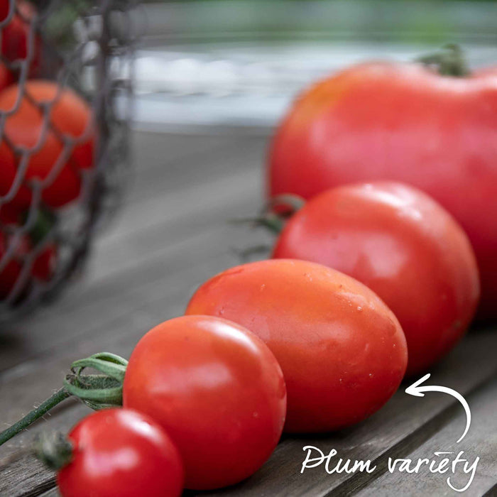 Bush Tomato 'Tropical Ruby'