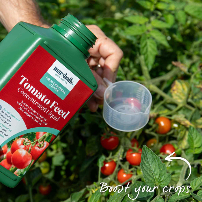 Bush Tomato 'Tropical Ruby'