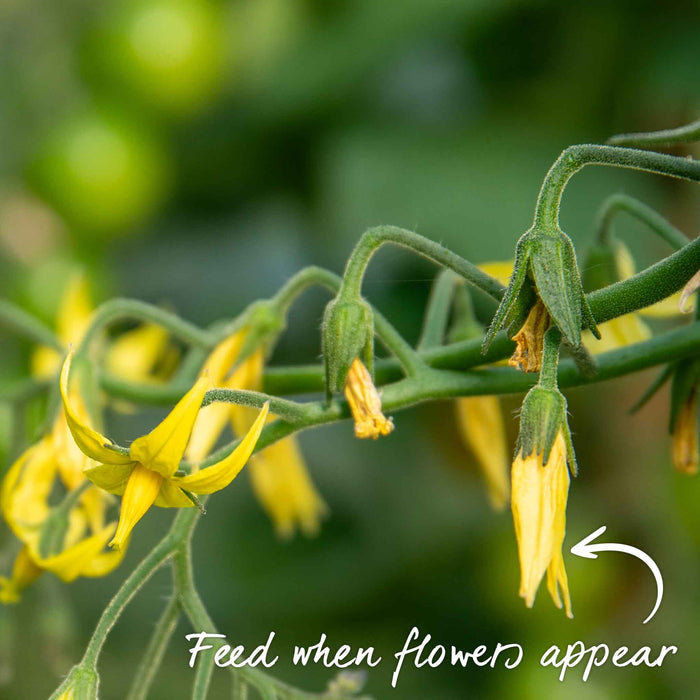 Bush Tomato 'Tropical Ruby'