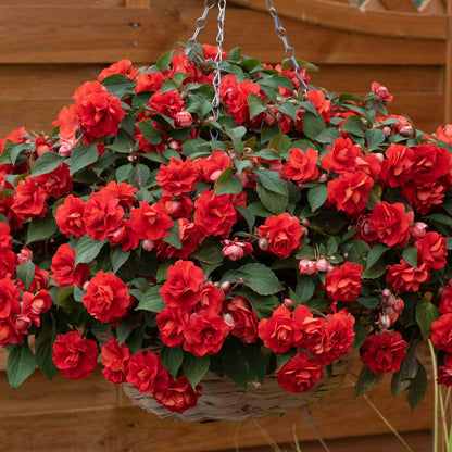 Busy Lizzie 'Double Bright Red'