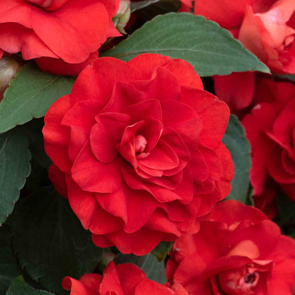 Busy Lizzie 'Double Bright Red'