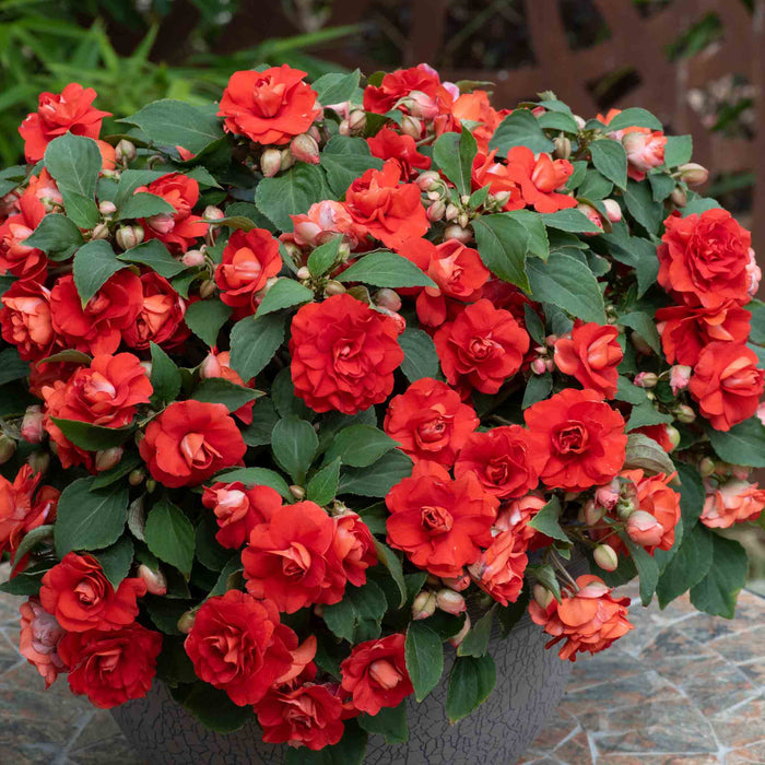 Potted plant with bright red flowers and green leaves