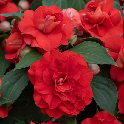Busy Lizzie 'Double Bright Red'