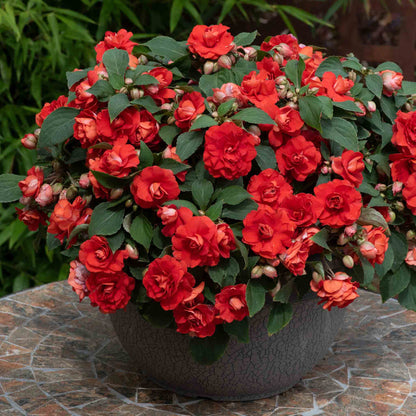 Busy Lizzie 'Double Bright Red'