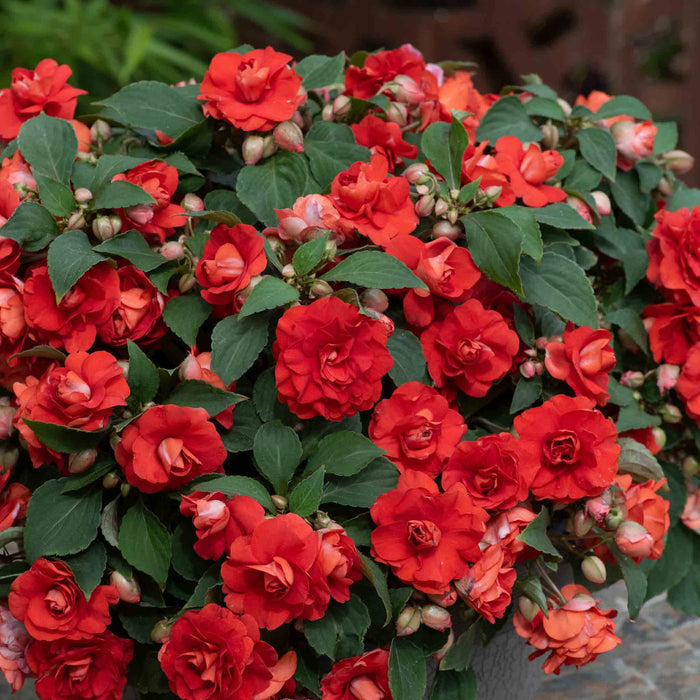 Busy Lizzie 'Double Bright Red'