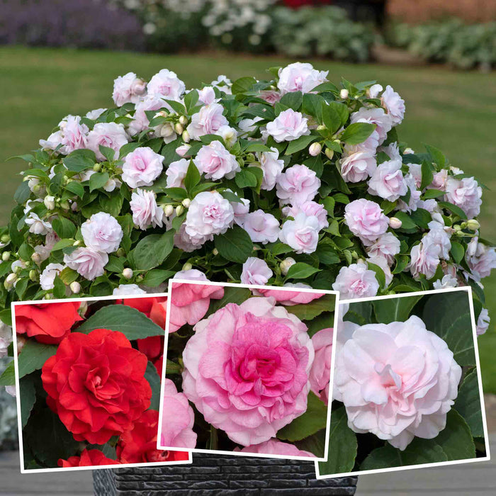 Bush of pink flowers with close-up insets of red and pink flowers, set against a garden background.