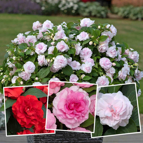 Bush of pink flowers with close-up insets of red and pink flowers, set against a garden background.