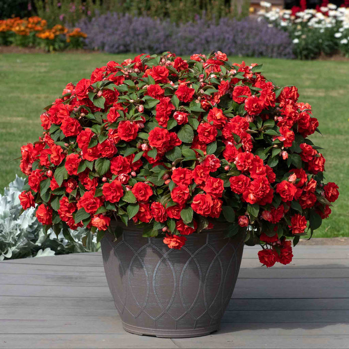 Potted plant with red flowers on a wooden deck