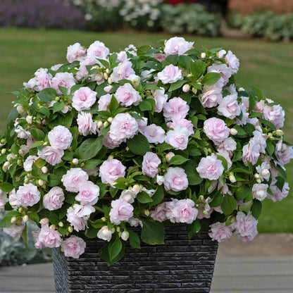 Potted plant with pink flowers in a garden setting