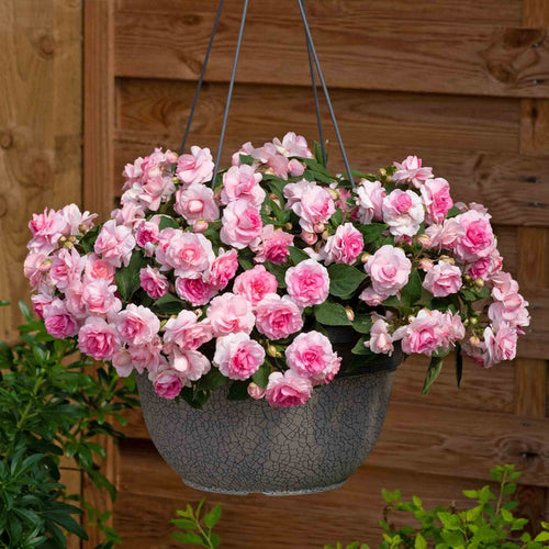 Busy Lizzie 'Glimmer Double Pink'